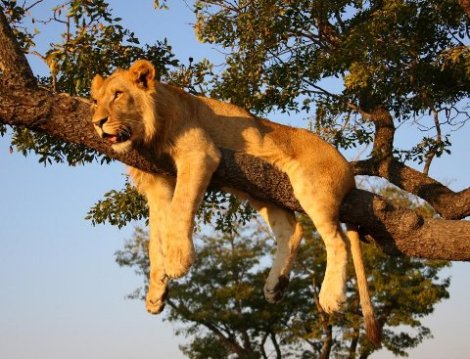 lion on a tree