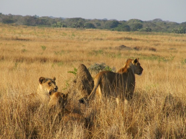 lions in the wild