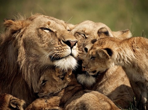 lion pride