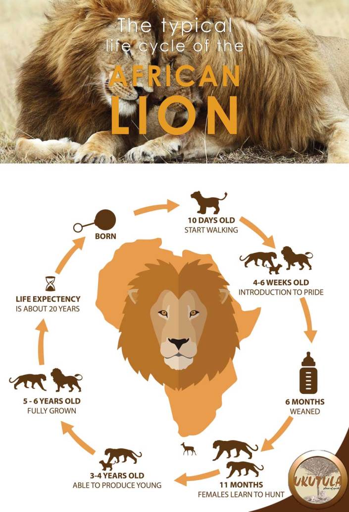 typical-life-cycle-of-a-lion-(2)